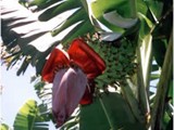 Brasil-0032