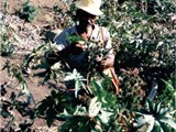 Cabo Verde-0042
