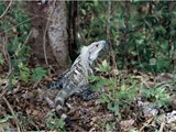 Galapagos-0063