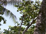 Costa Rica-0072