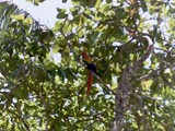 Costa Rica-0073