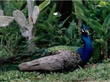 Costa Rica-0074