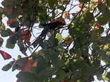 Costa Rica-0076