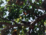 Costa Rica-0086