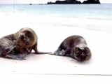 Galapagos-0106