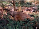 Galapagos-0110