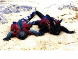 Galapagos-0111