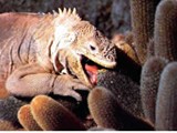 Galapagos-0112