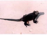 Galapagos-0115