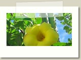 Olinda-0120
