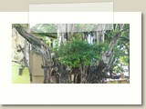 Olinda-0126